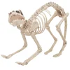 Squelette chat Halloween*Gifi Hot
